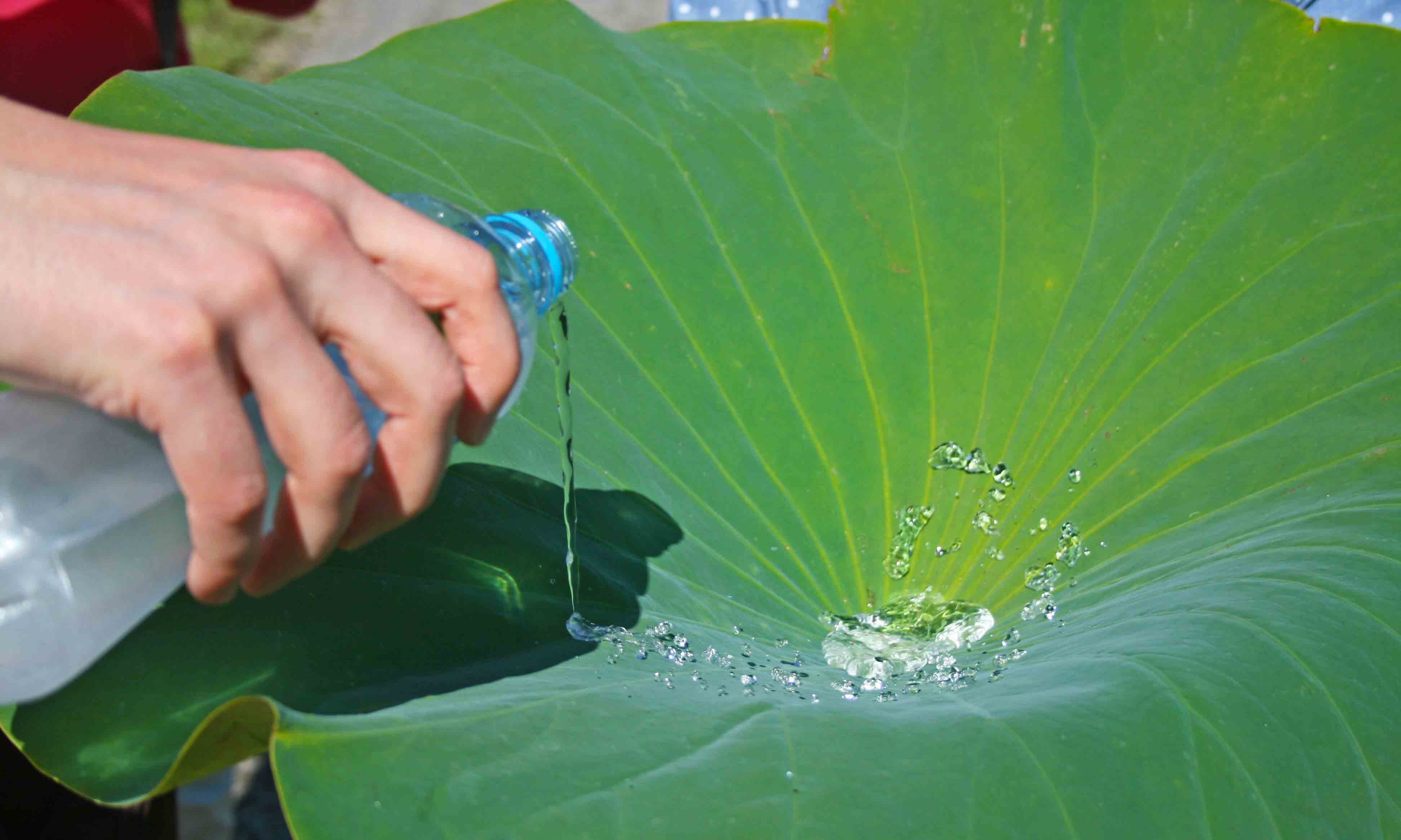 皇家墨尔本大学研发出一款可防水防油污的生物塑料